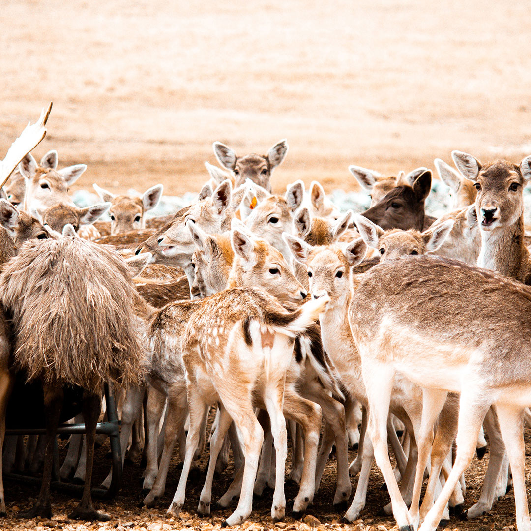 Square image of deer herd
