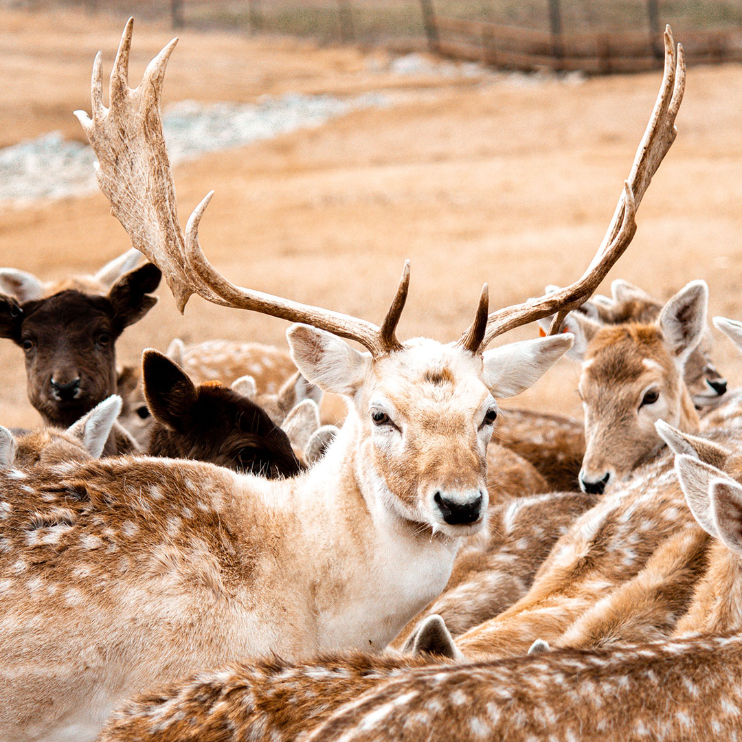 Square image - Group of deer at Southland Safari