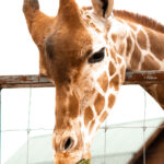 Giraffe leaning in to eat lettuce out of someone's hand