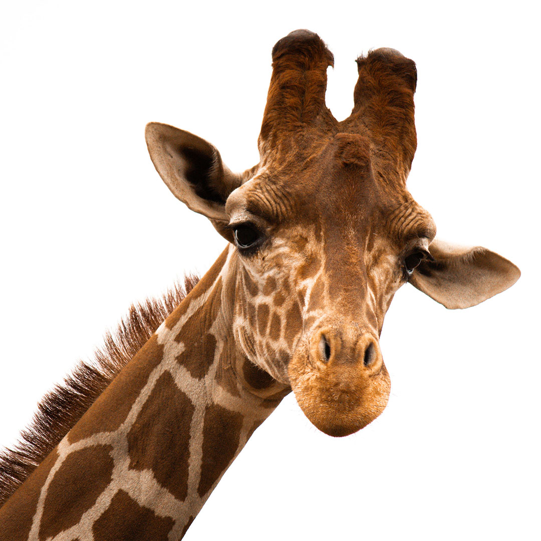 Giraffe over clear background. Square image