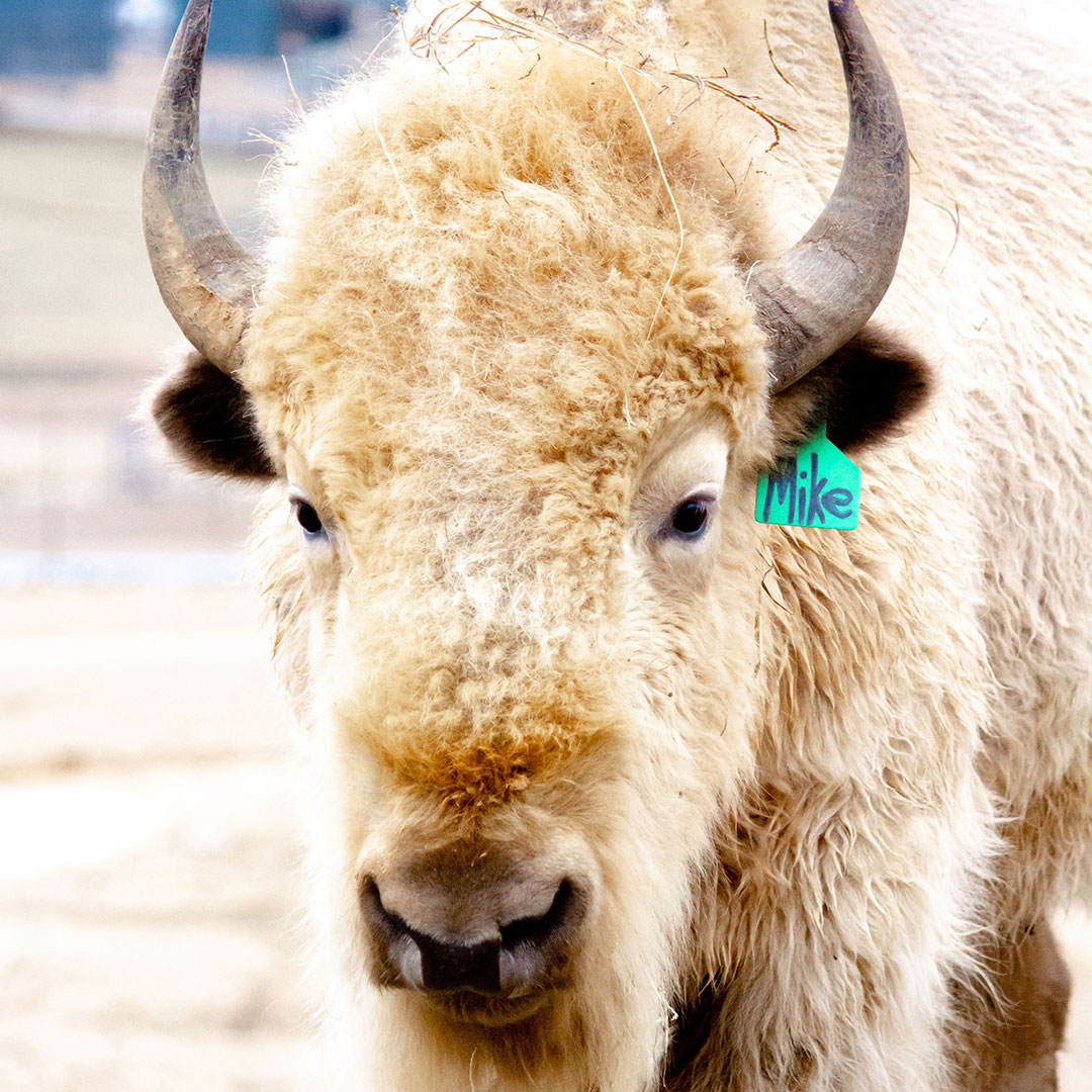 White American Bison/Buffalo - Square image