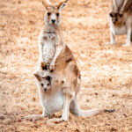 Kangaroo with baby in pouch