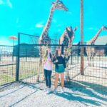 giraffes eating grass from visitors hand