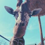 Giraffe looking at camera