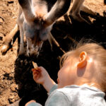 Little girl offering food to young kangaroo