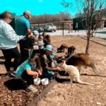 Tourists feeding various animals