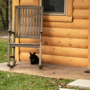 Zebra Cabin outside chair, with rabbit