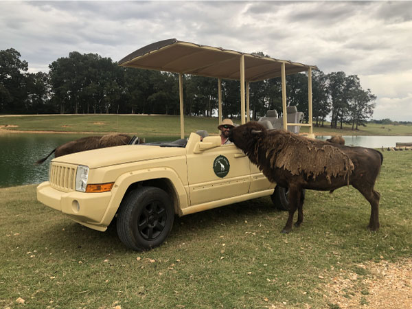 guided safari tour with personal guide